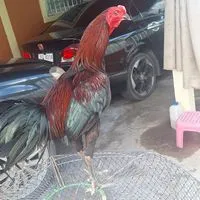 ไก่ชนพม่าแม่สะเรียงแม่นตา (ประเทศไทย🇹🇭)