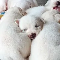 สมาชิกชมรมโฮงเกือหมา ม.อุบลฯ 2568 🐶