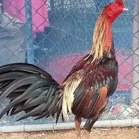 🐔 N ราชาสายตี เพชรสยาม พะเยา