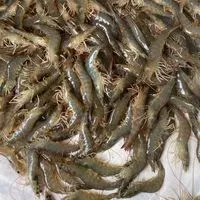 กุ้งขาวราคาส่ง แพกัณฑคูณ