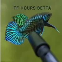 24HoursBetta ร้านปลากัด