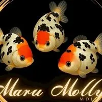 เสนอราคาปลาบอลลูนทุกสายพันธุ์ by maru molly