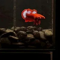 🏡beby betta 🐟🫧