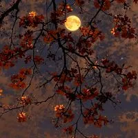❛ ━━･❪ วสันต์เหมันต์จันทราเคียงดาว ❫ ･━━ ❜