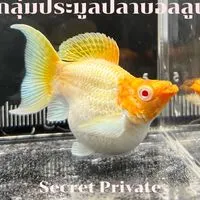 ปลาบอลลูน ซื้อ-ขาย ประมูล เฉพาะฟาร์มที่เข้าร่วม