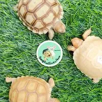 ประมูลน้องเต่า🐢