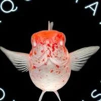 Aquaman molly fish