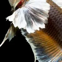 ร้านปลากัดปราจีนบุรี Bshinebetta304