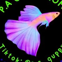 P.A GUPPY HOME ช่องหลัก