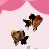 TUBTIMGOLDFISH