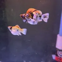 Zam-Ts.Balloon fish molly