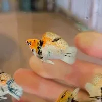 🐠ปลาบอลลูนทุกสายพันธุ์🇹🇭