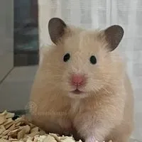 ผ่อนของ Hamster.Castle