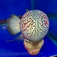 ประมูลปลาสวยงาม