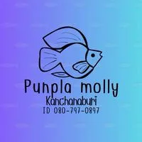 Punpla Molly Kanchanaburi