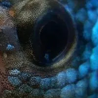 Wild Betta Thailand (ปลากัดป่า)