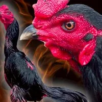 ธนพล ฟาร์ม/ ก๋อย/ง่อนตีหลัง,🐓🐓🐓