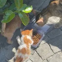 Purrrr 🇹🇭🐈