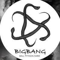 Bigbang Ballpython