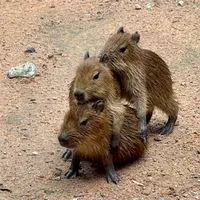 ด้อมกะปิ Capybara หมามะพร้าว