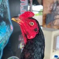 ตลาด 3 เสี่ยชาญ ลงได้ทุกสายพันธุ์