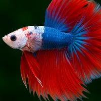 ซื้อ-ขาย-ประมูลปลากัดสวยงามทุกชนิด