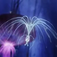 ｢ 𝓐𝓿𝓪𝓽𝓪𝓻 ｣ ⣿ 𝐑𝐨𝐥𝐞𝐩𝐥𝐚𝐲