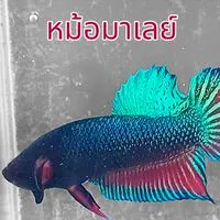 ร้านขายปลากัดอุดรธานี