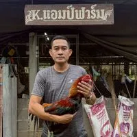 พม่าแม่สะเรียงดั้งเดิม100% ครูแอมป์ฟาร์ม