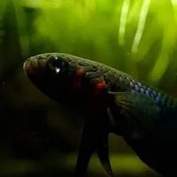 Betta coccina and betta mouthbrooder shop