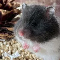 แฮมเตอร์ เอมิเอ็มม่าบ้านฟาร์ม