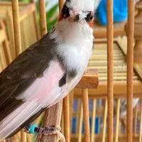 ตลาดสมบัติบุรี นกกรงหัวจุก