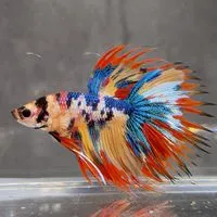 TOP BETTA FARM - กลุ่มซื้อขาย อัพเดท ปลากัดเฉพาะ Admin