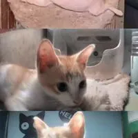 ส้มจิ๋วฯลฯ🐈✨