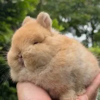 แรบบิท ที คัพ