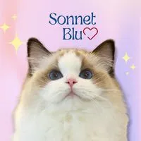 🩵Sonnet Blu Ragdoll🩵