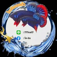 นัน ปลากัดป่า🌙