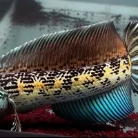 “SP Highfin Channa TH” Club