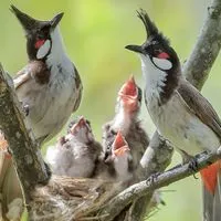 ฟาร์มเพาะพันธุ์นกกรงหัวจุก ประมูลซื้อขาย