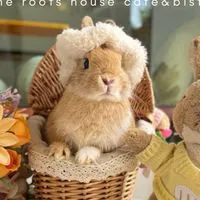 Bunny meeting By the roots house