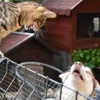 🐾 CIS Volunteers Camp 🐈🦮