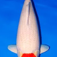 Koki Koi Farm (Nishikigoi from Japan)