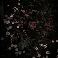 🚨 ตัวแทนแอพพรี Anunluk