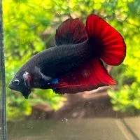 นักสะสมปลากัดยักษ์