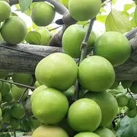 ชมรมผู้ปลูกพุทรา