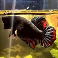 บาดาลสะเทือน