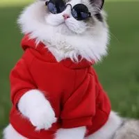 บ้านแมวดีดี