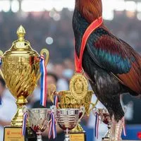 แมวมองไก่ชน 2000 - 3000