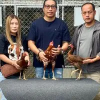 ไก่ชนใบหยก168