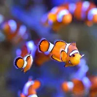 Nemo House - นีโม่ เฮ้าส์